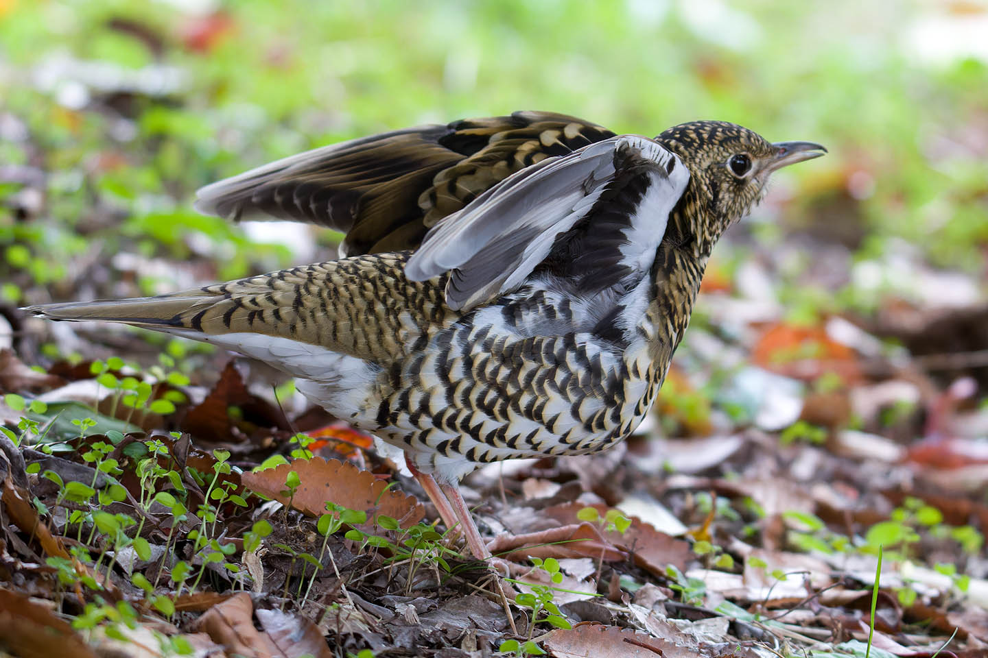 Canon EOS 60D + TAMRON SP 150-600mm F/5-6.3 Di VC USD (A011) and DxO PureRAW 3