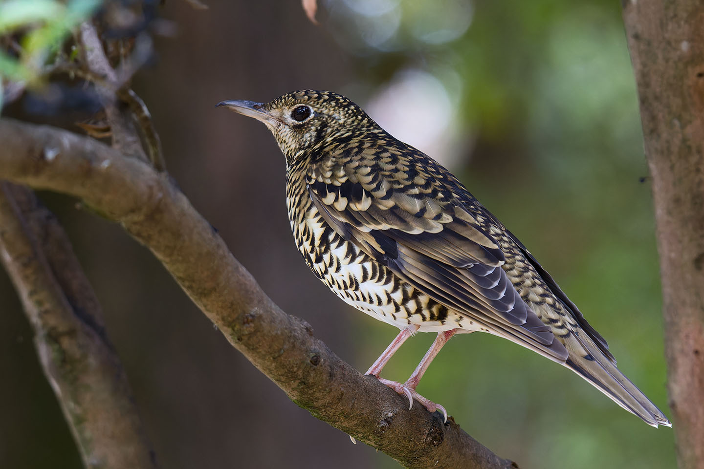 Canon EOS 60D + TAMRON SP 150-600mm F/5-6.3 Di VC USD (A011) and DxO PureRAW 3