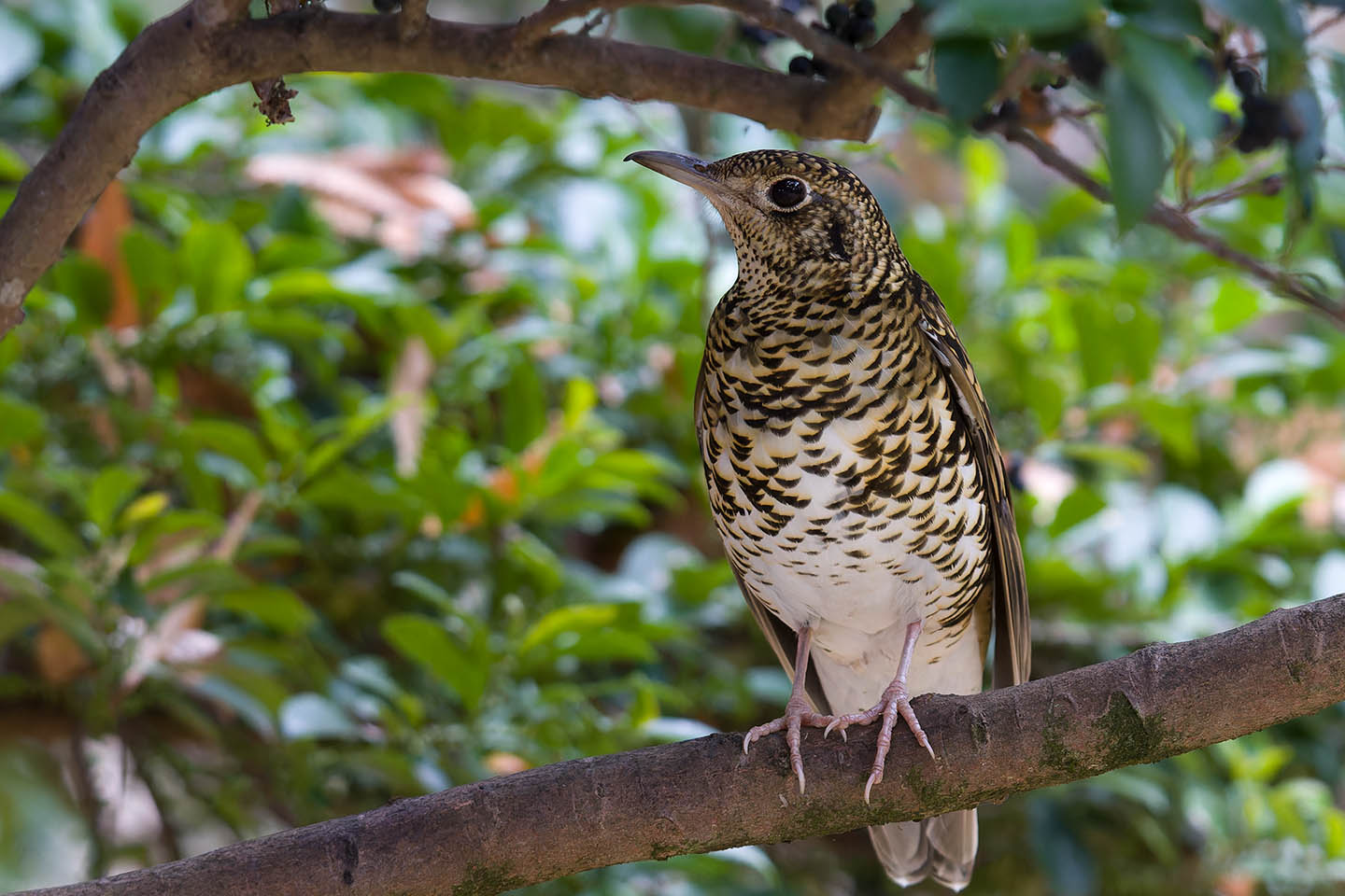 Canon EOS 60D + TAMRON SP 150-600mm F/5-6.3 Di VC USD (A011) and DxO PureRAW 3