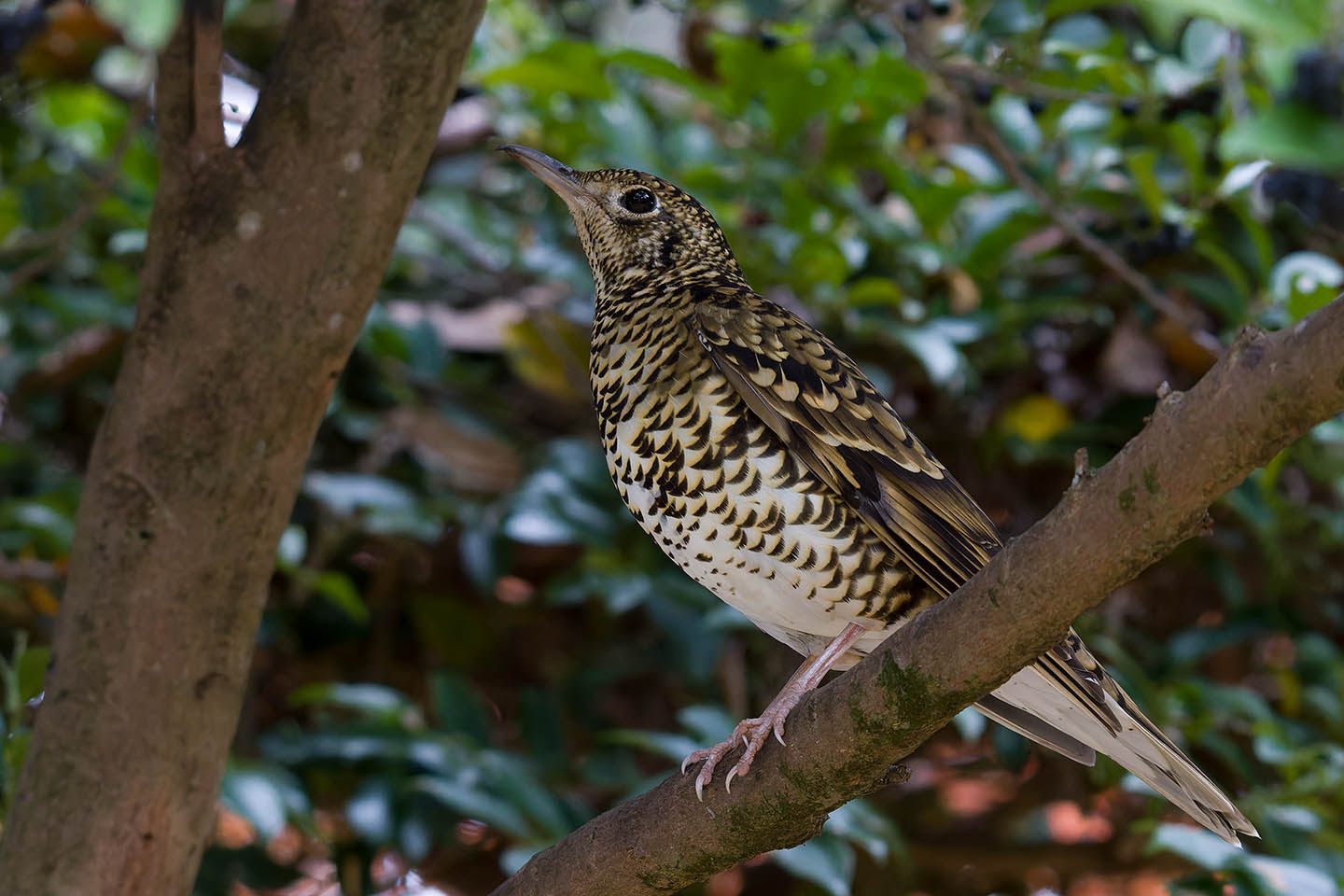 Canon EOS 60D + TAMRON SP 150-600mm F/5-6.3 Di VC USD (A011) and DxO PureRAW 3