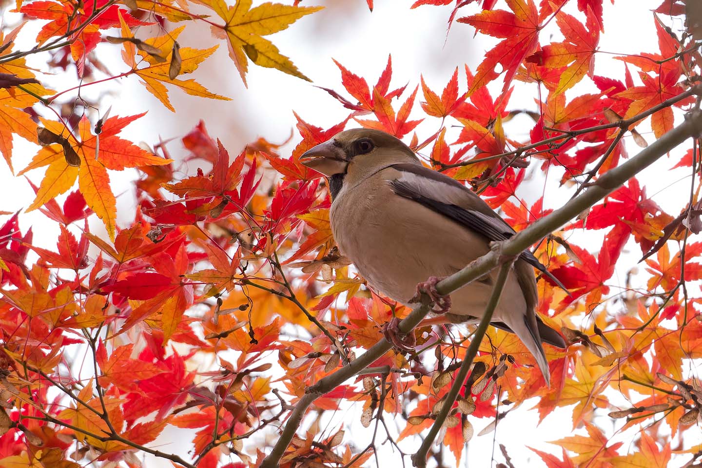 Canon EOS 60D + TAMRON SP 150-600mm F/5-6.3 Di VC USD (A011) and DxO PureRAW 3