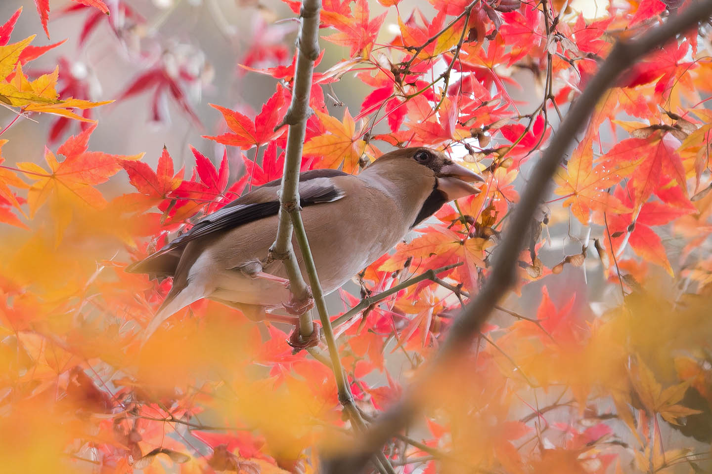 Canon EOS 60D + TAMRON SP 150-600mm F/5-6.3 Di VC USD (A011) and DxO PureRAW 3