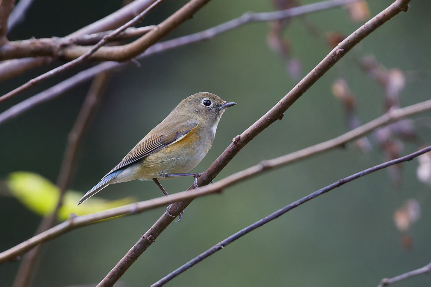 Canon EOS 60D + TAMRON SP 150-600mm F/5-6.3 Di VC USD (A011) and DxO PureRAW 3