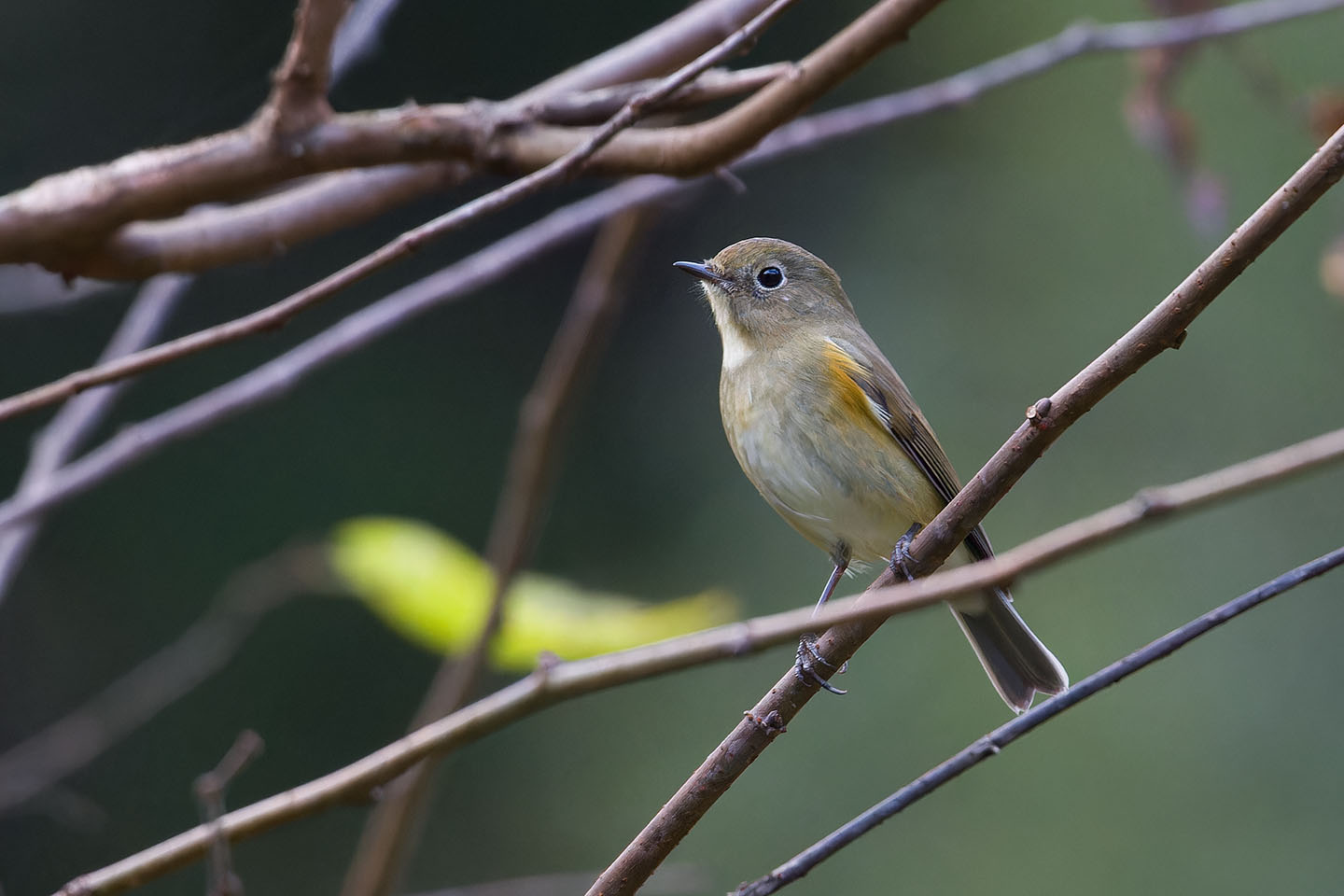 Canon EOS 60D + TAMRON SP 150-600mm F/5-6.3 Di VC USD (A011) and DxO PureRAW 3