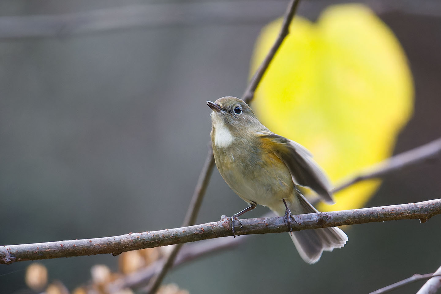 Canon EOS 60D + TAMRON SP 150-600mm F/5-6.3 Di VC USD (A011) and DxO PureRAW 3