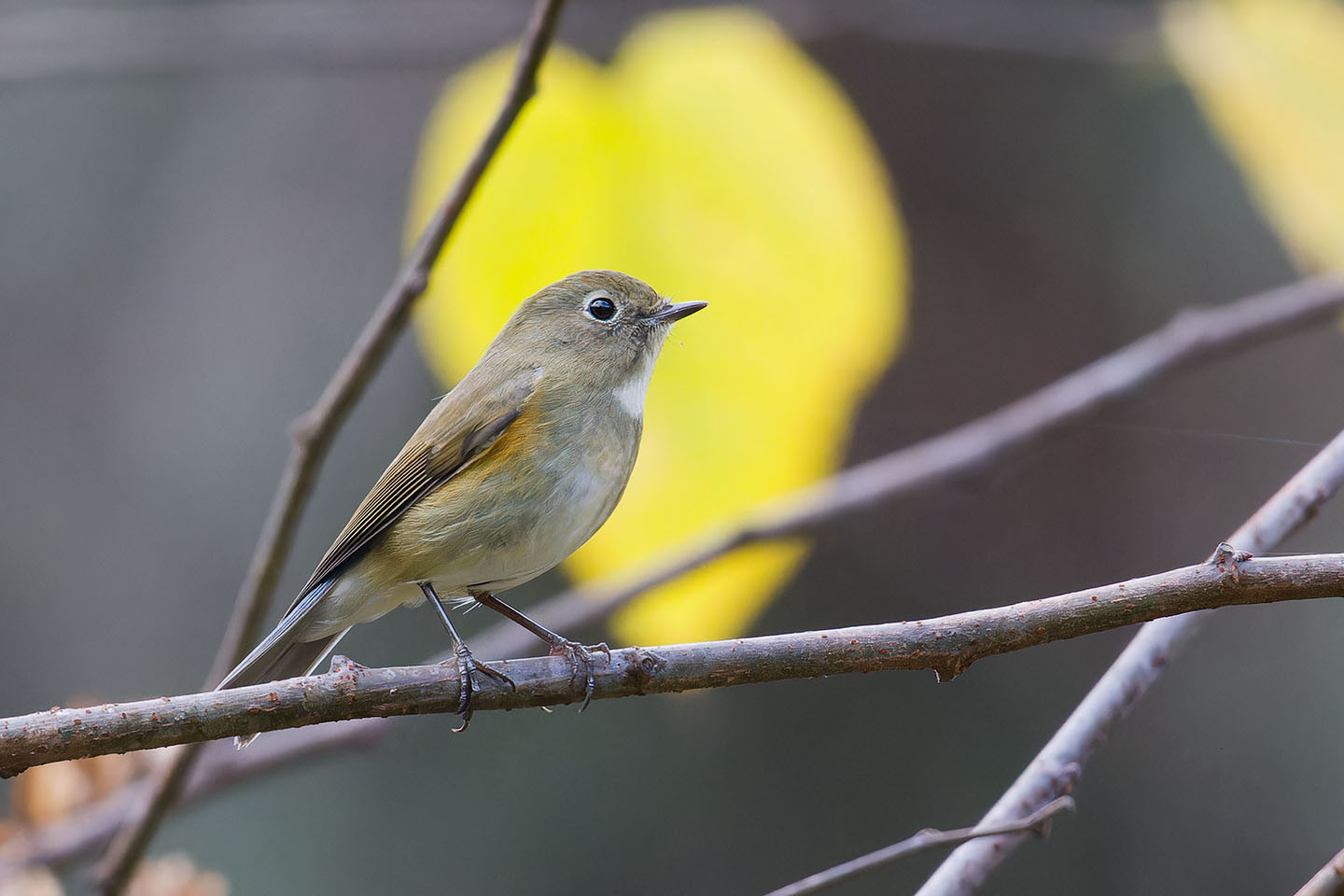 Canon EOS 60D + TAMRON SP 150-600mm F/5-6.3 Di VC USD (A011) and DxO PureRAW 3