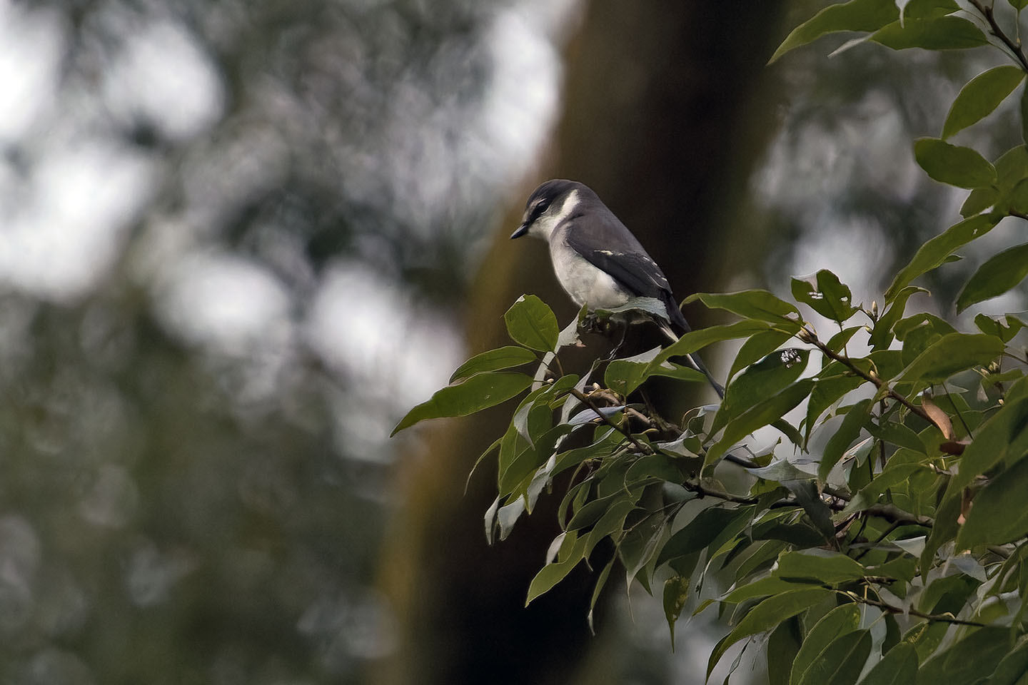 Canon EOS 60D + TAMRON SP 150-600mm F/5-6.3 Di VC USD (A011) and DxO PureRAW 3