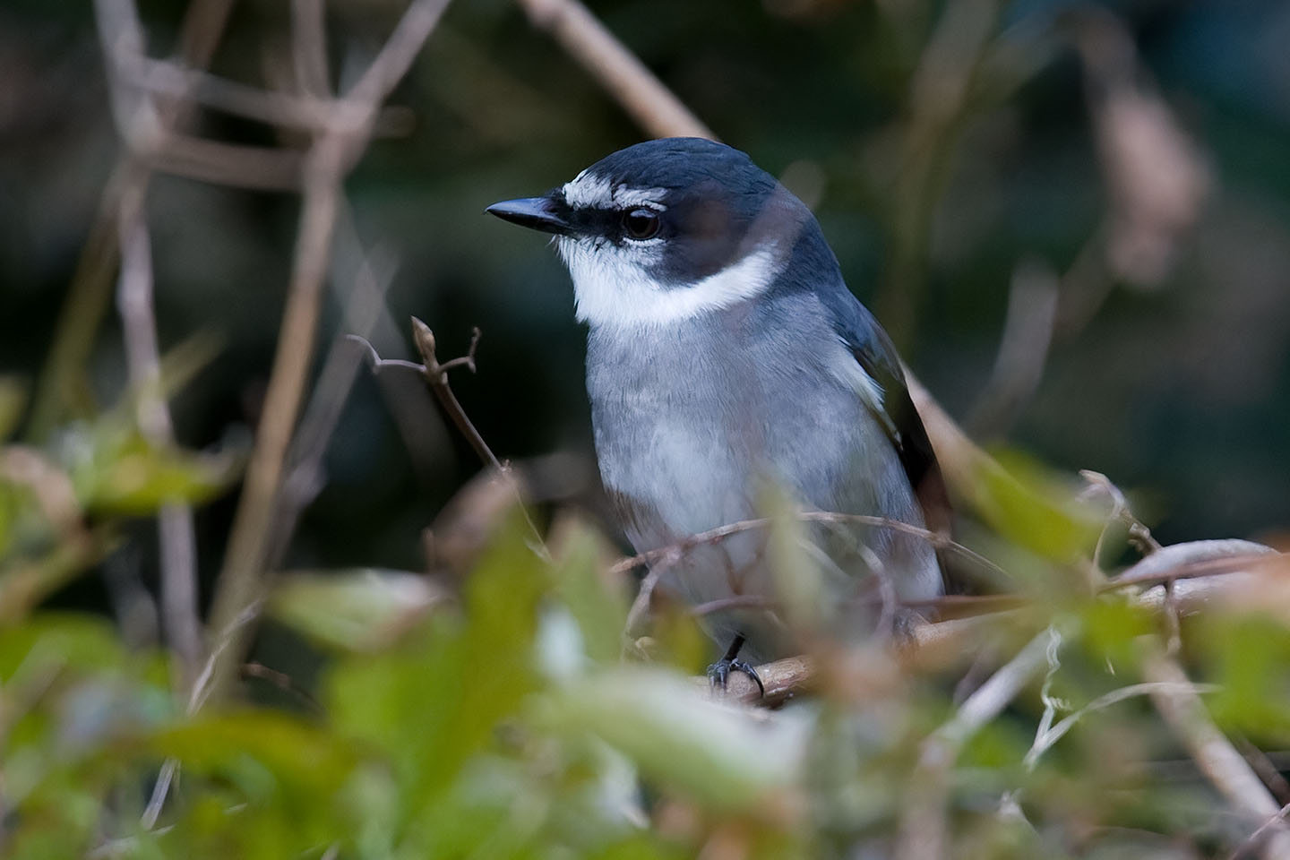 Canon EOS 60D + TAMRON SP 150-600mm F/5-6.3 Di VC USD (A011) and DxO PureRAW 3