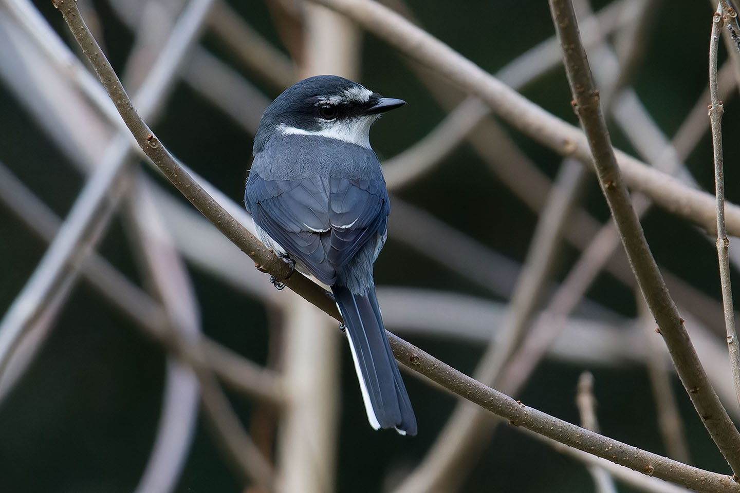 Canon EOS 60D + TAMRON SP 150-600mm F/5-6.3 Di VC USD (A011) and DxO PureRAW 3