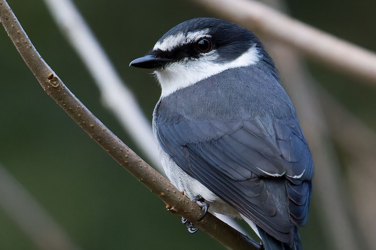 Canon EOS 60D + TAMRON SP 150-600mm F/5-6.3 Di VC USD (A011) and DxO PureRAW 3