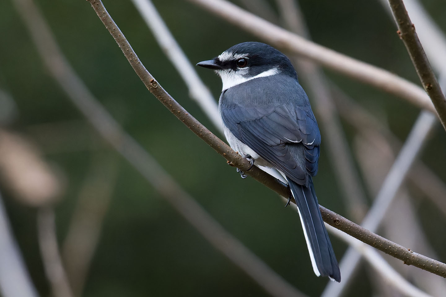 Canon EOS 60D + TAMRON SP 150-600mm F/5-6.3 Di VC USD (A011) and DxO PureRAW 3