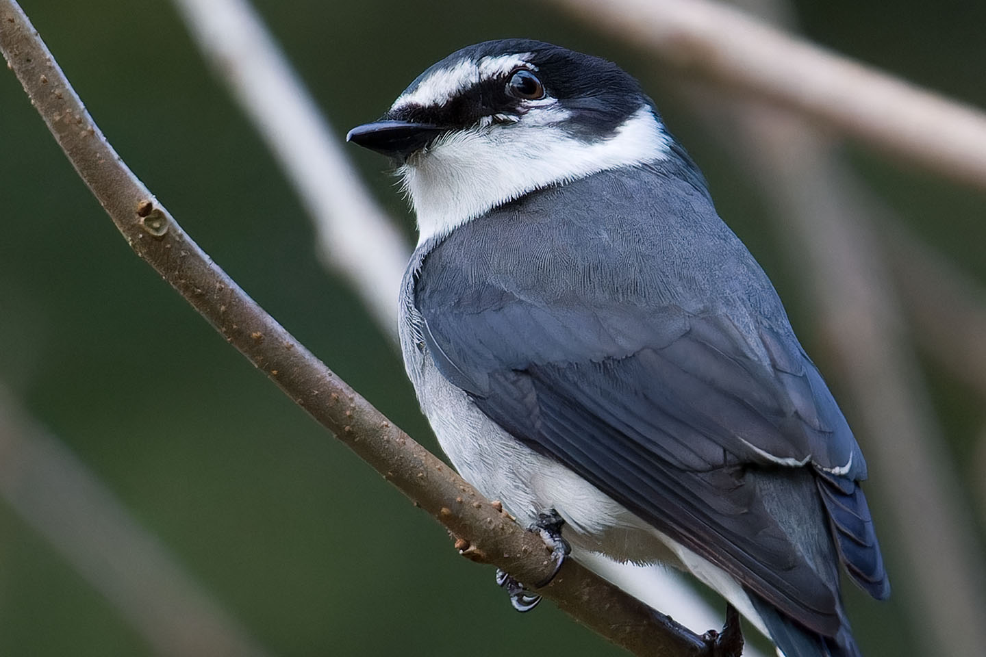 Canon EOS 60D + TAMRON SP 150-600mm F/5-6.3 Di VC USD (A011) and DxO PureRAW 3