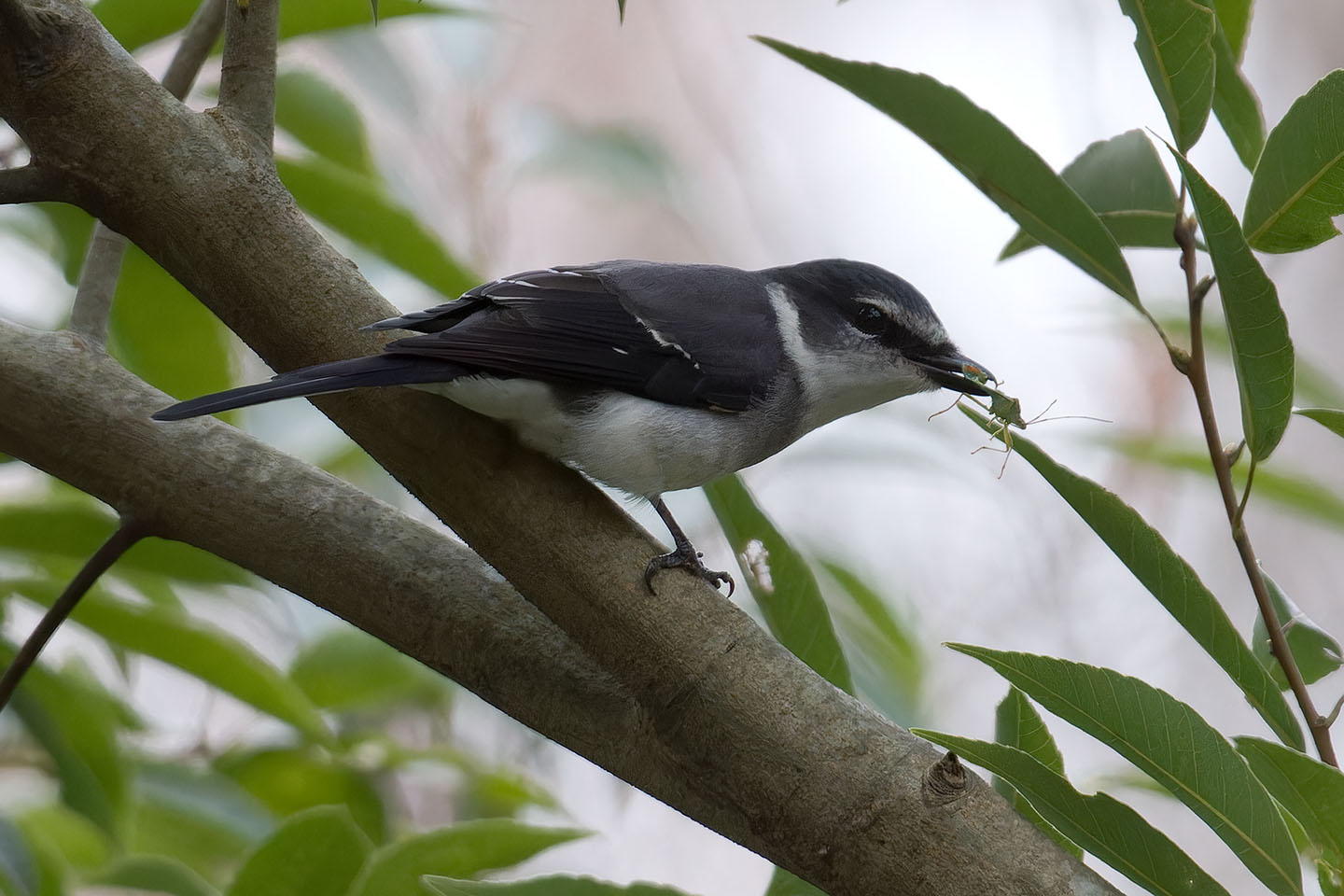 Canon EOS 60D + TAMRON SP 150-600mm F/5-6.3 Di VC USD (A011) and DxO PureRAW 3