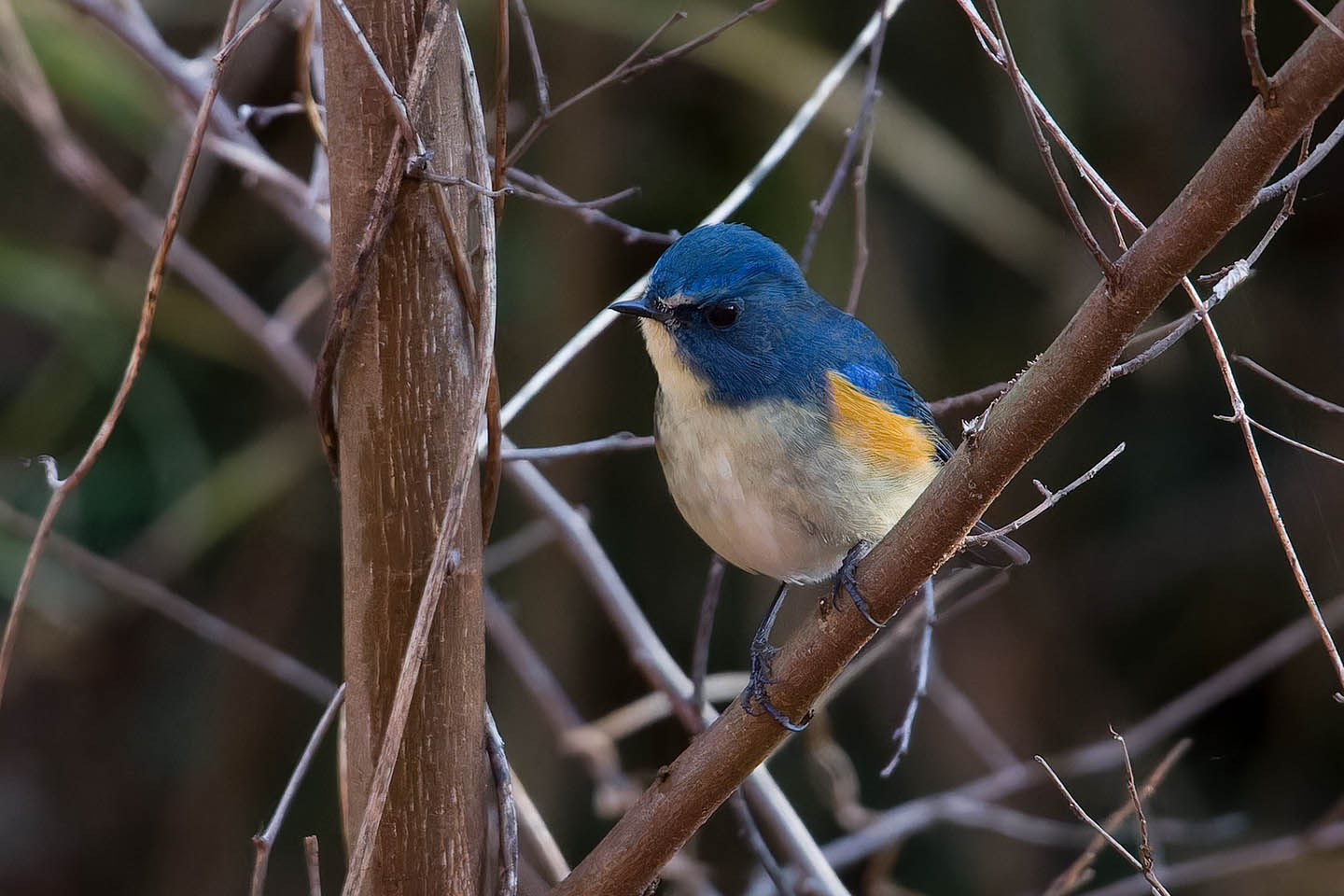 Canon EOS 60D + TAMRON SP 150-600mm F/5-6.3 Di VC USD (A011) and DxO PureRAW 3