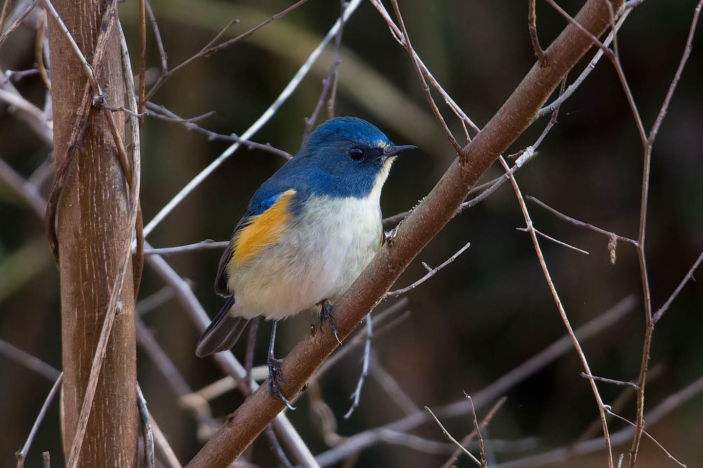 Canon EOS 60D + TAMRON SP 150-600mm F/5-6.3 Di VC USD (A011) and DxO PureRAW 3