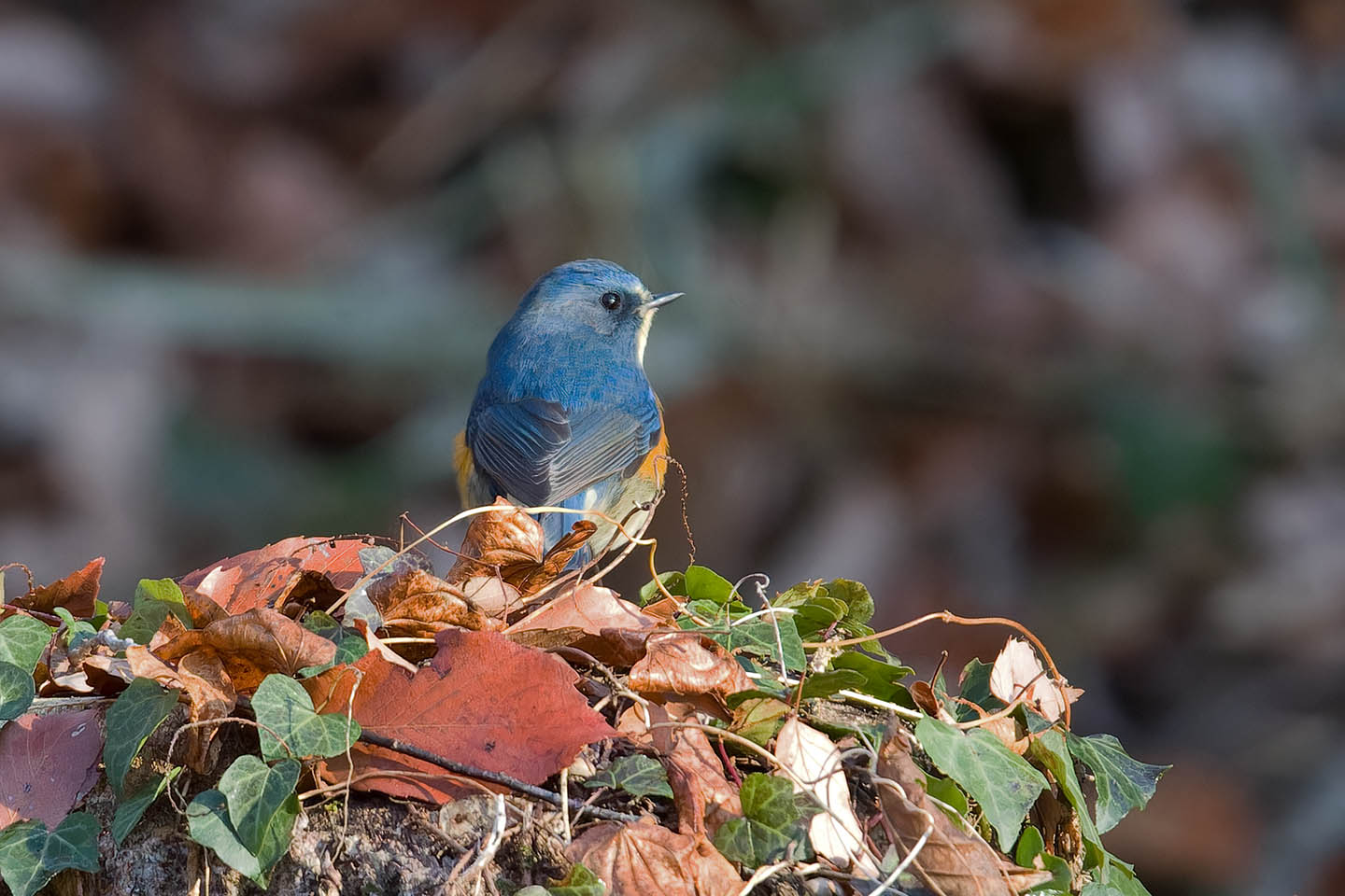 Canon EOS 60D + TAMRON SP 150-600mm F/5-6.3 Di VC USD (A011) and DxO PureRAW 3