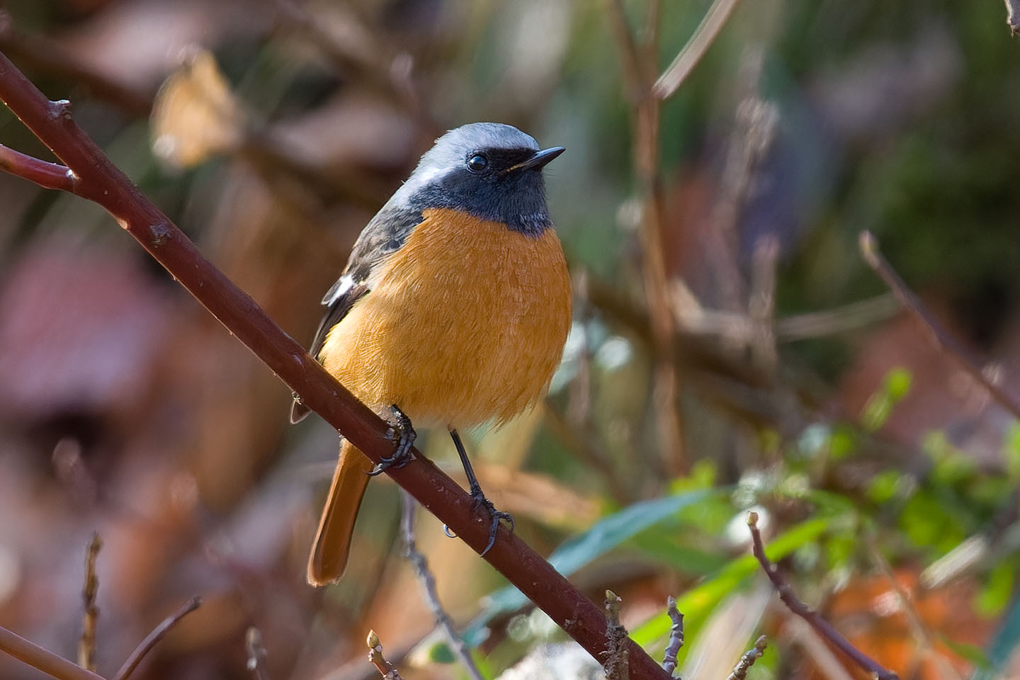 Canon EOS 60D + TAMRON SP 150-600mm F/5-6.3 Di VC USD (A011) and DxO PureRAW 3