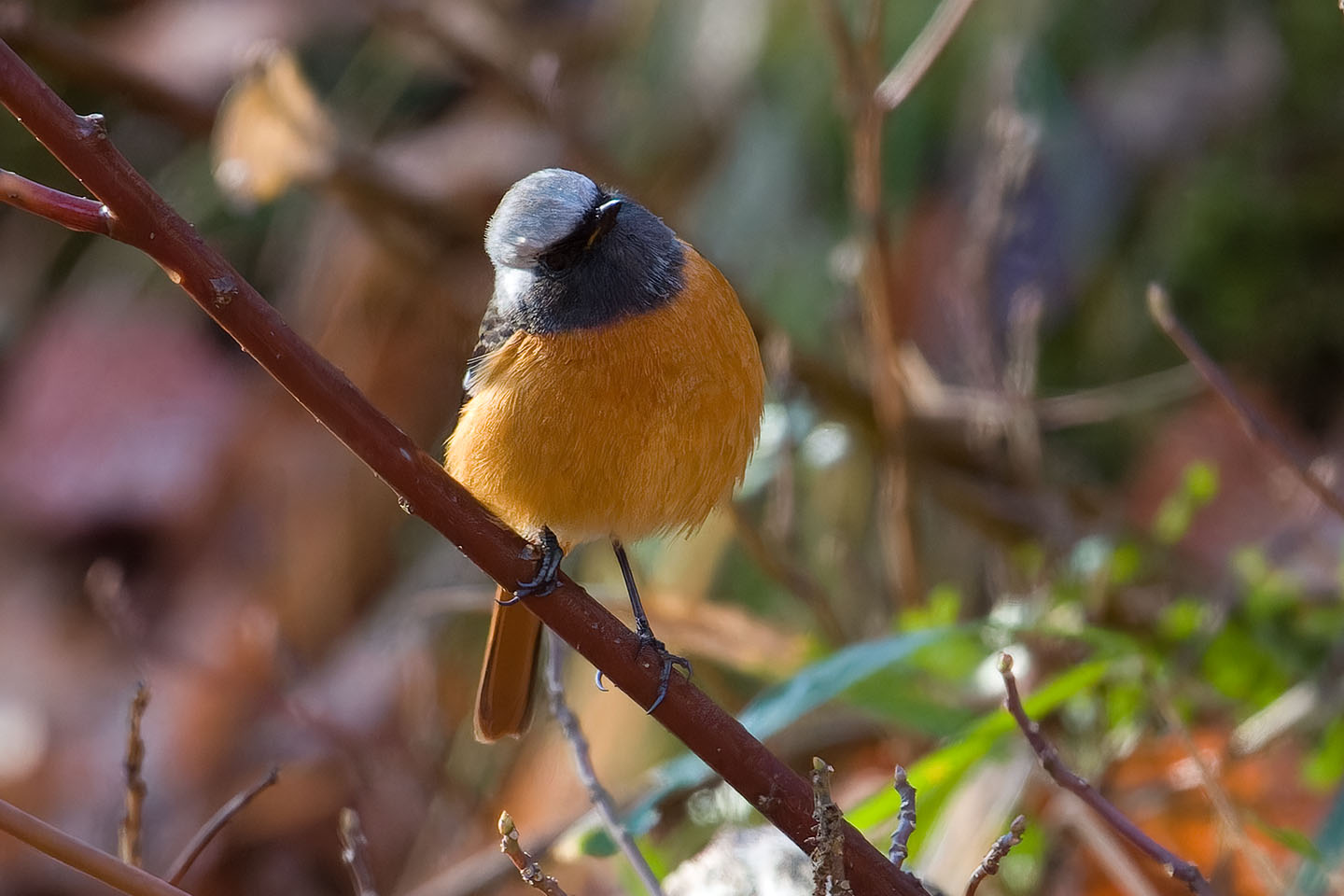 Canon EOS 60D + TAMRON SP 150-600mm F/5-6.3 Di VC USD (A011) and DxO PureRAW 3