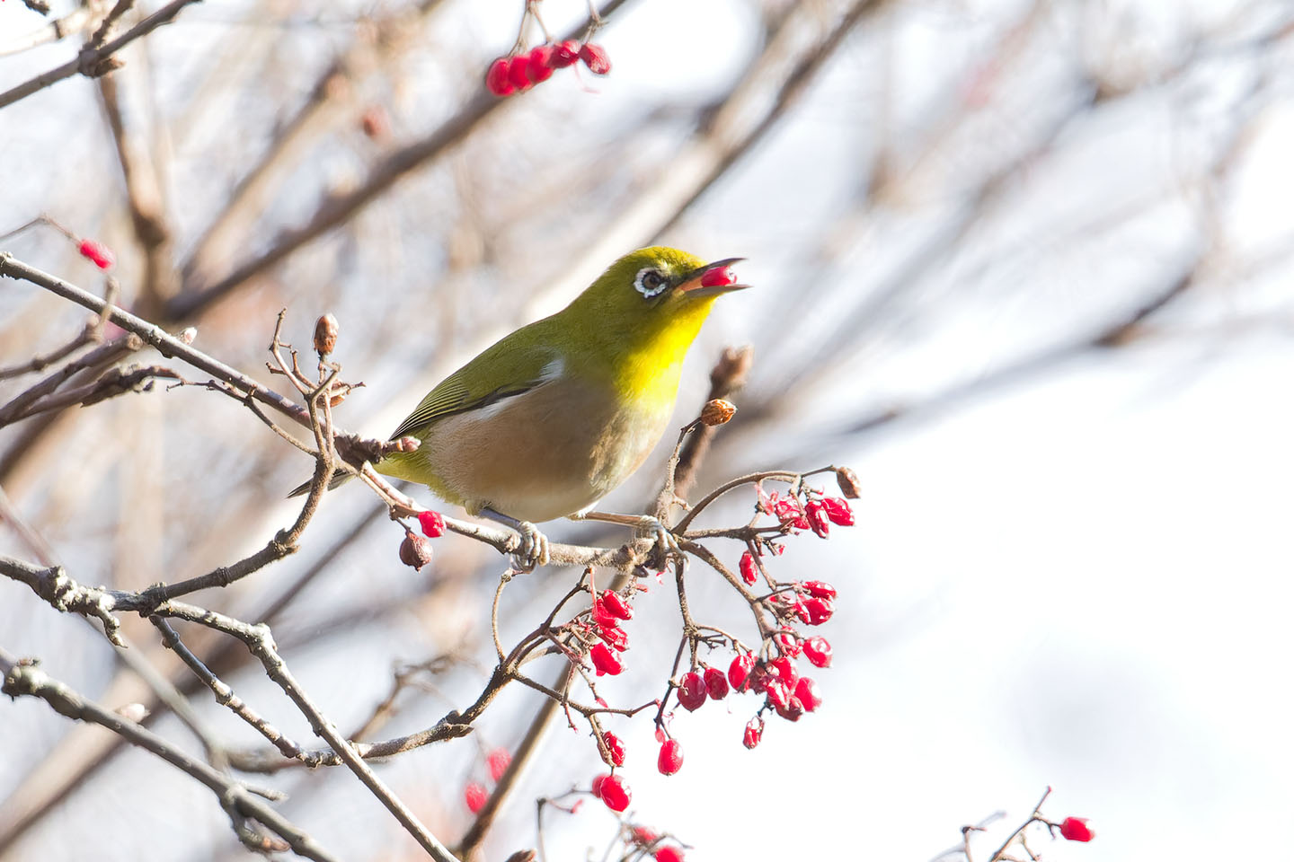 Canon EOS 60D + TAMRON SP 150-600mm F/5-6.3 Di VC USD (A011) and DxO PureRAW 3