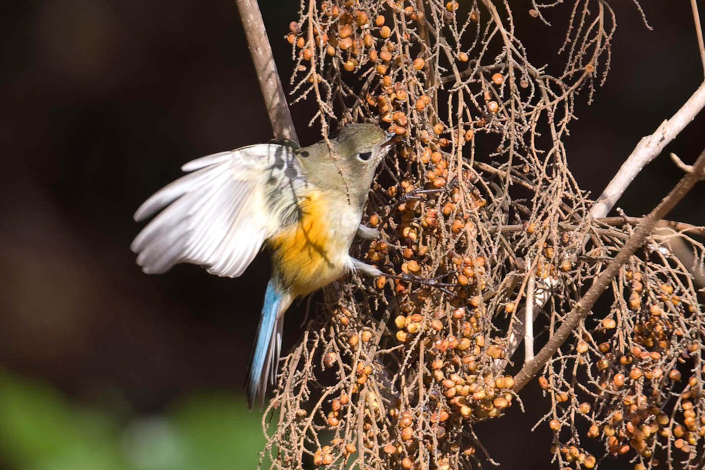 Canon EOS 60D + TAMRON SP 150-600mm F/5-6.3 Di VC USD (A011) and DxO PureRAW 3