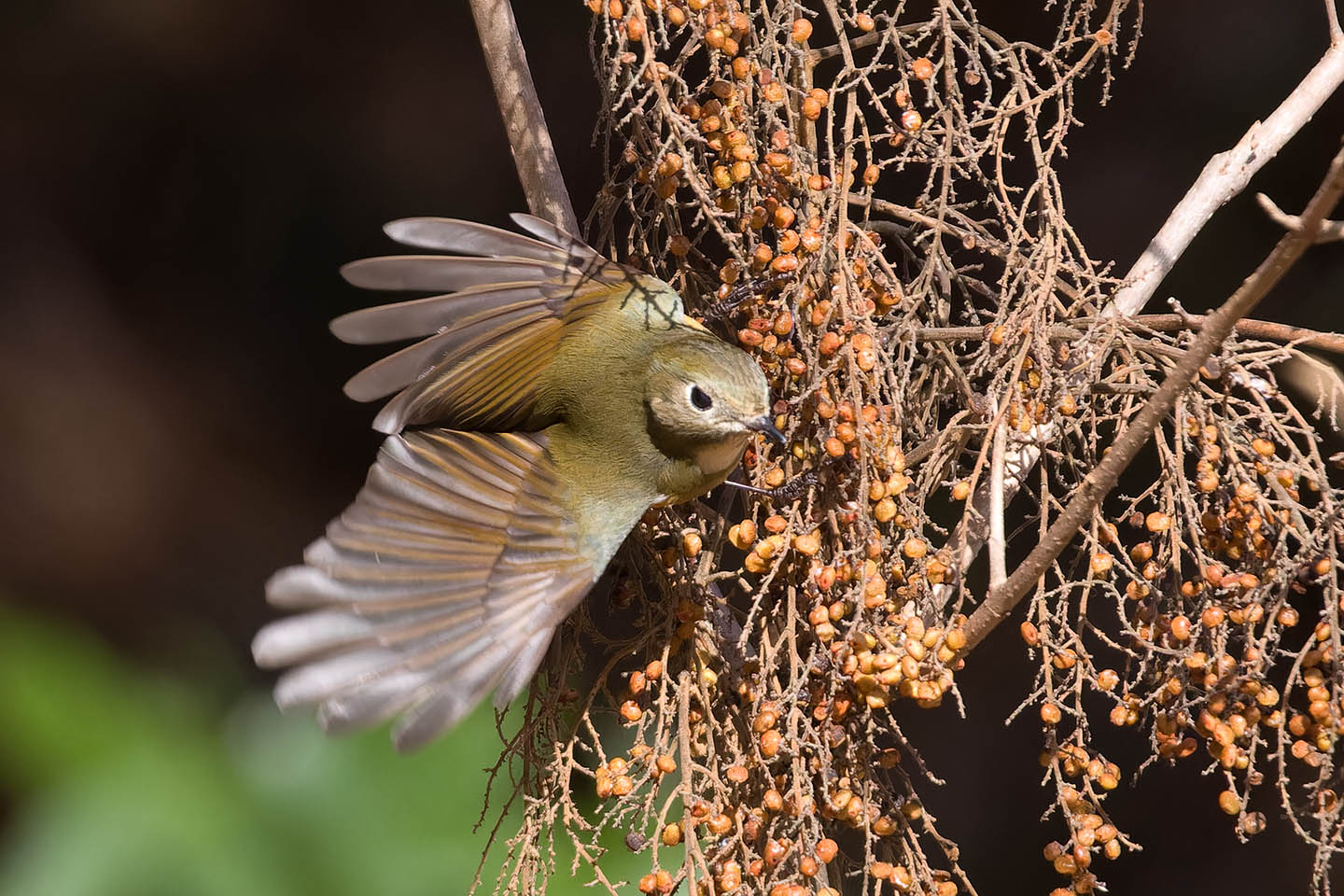 Canon EOS 60D + TAMRON SP 150-600mm F/5-6.3 Di VC USD (A011) and DxO PureRAW 3