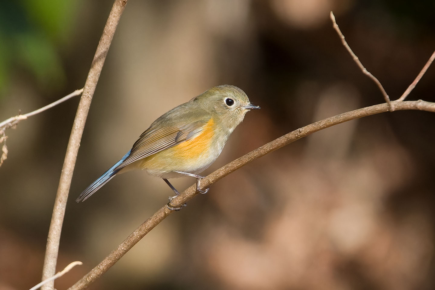 Canon EOS 60D + TAMRON SP 150-600mm F/5-6.3 Di VC USD (A011) and DxO PureRAW 3