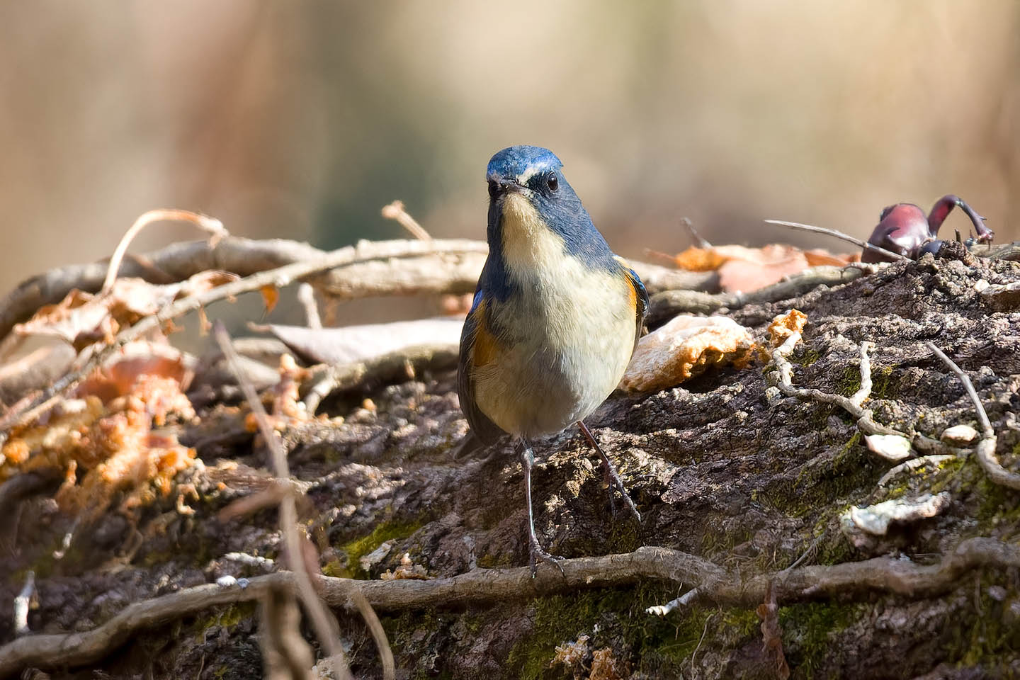 Canon EOS 60D + TAMRON SP 150-600mm F/5-6.3 Di VC USD (A011) and DxO PureRAW 3