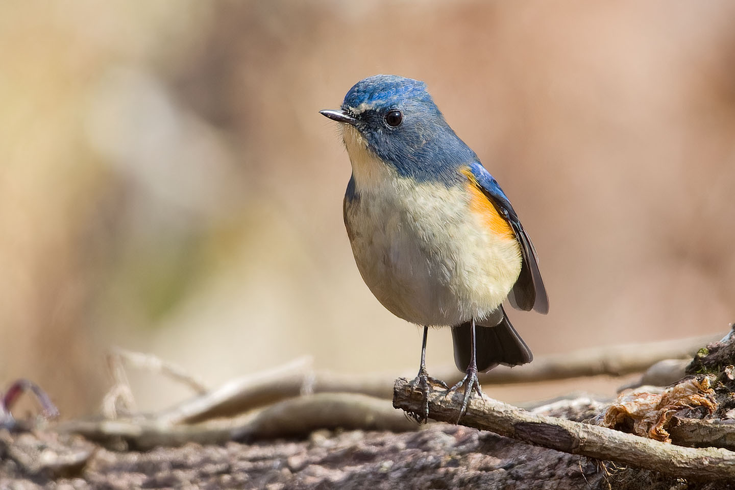 Canon EOS 60D + TAMRON SP 150-600mm F/5-6.3 Di VC USD (A011) and DxO PureRAW 3