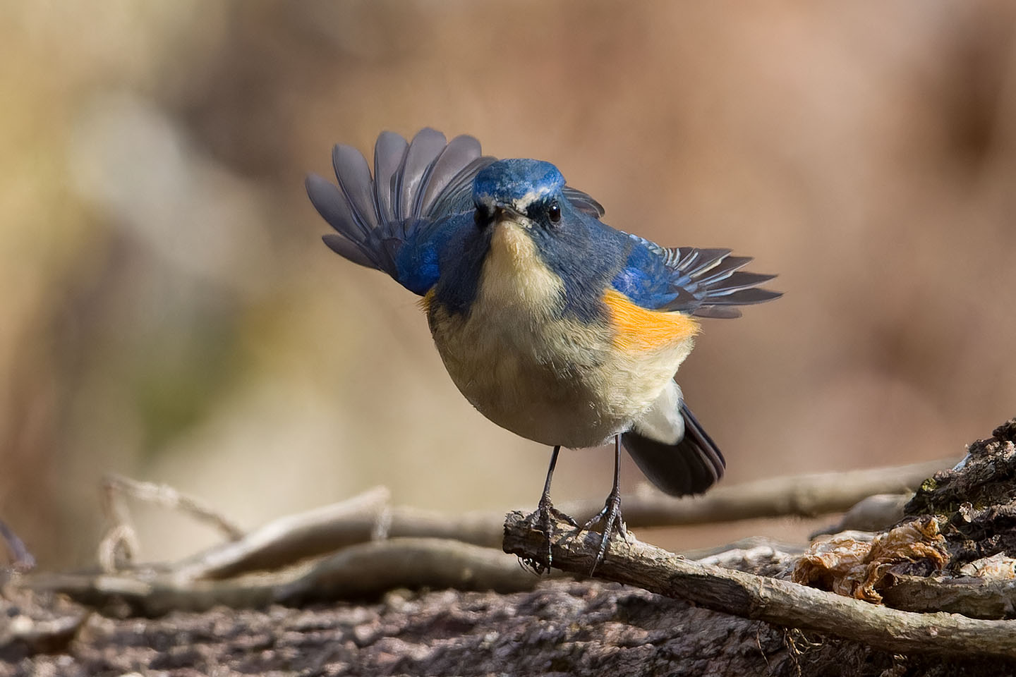 Canon EOS 60D + TAMRON SP 150-600mm F/5-6.3 Di VC USD (A011) and DxO PureRAW 3