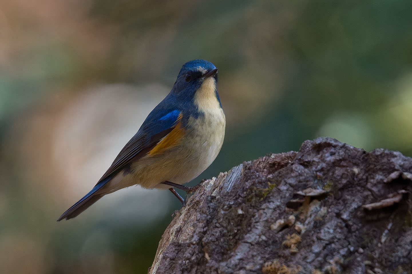 Canon EOS 60D + TAMRON SP 150-600mm F/5-6.3 Di VC USD (A011) and DxO PureRAW 3