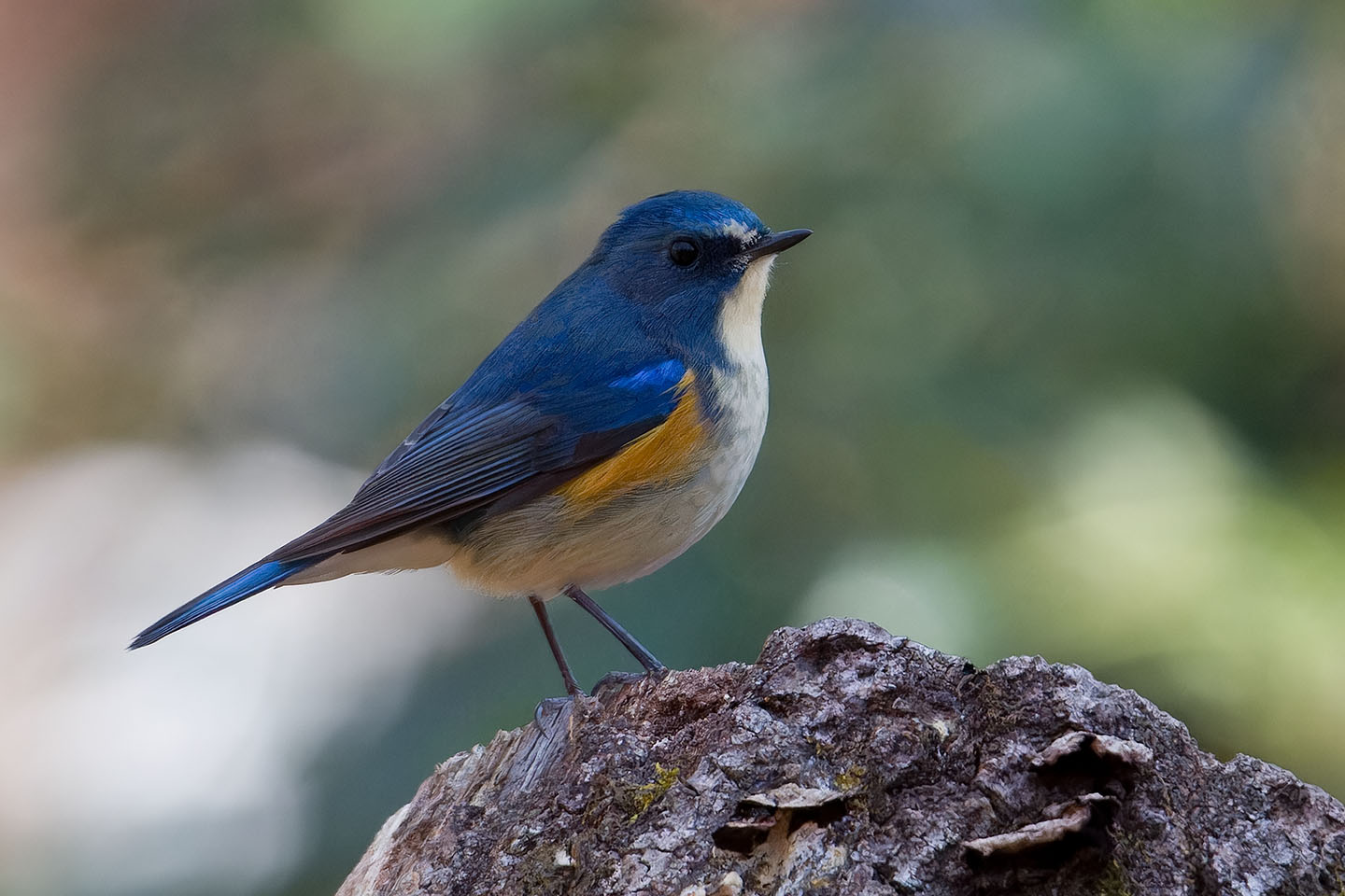 Canon EOS 60D + TAMRON SP 150-600mm F/5-6.3 Di VC USD (A011) and DxO PureRAW 3