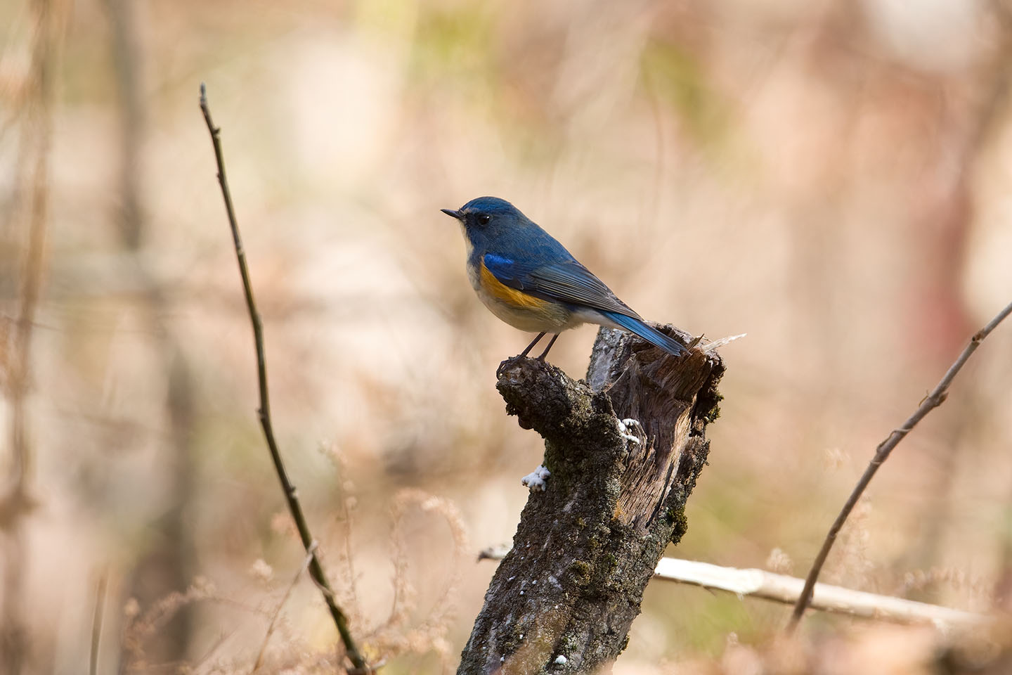 Canon EOS 60D + TAMRON SP 150-600mm F/5-6.3 Di VC USD (A011) and DxO PureRAW 3