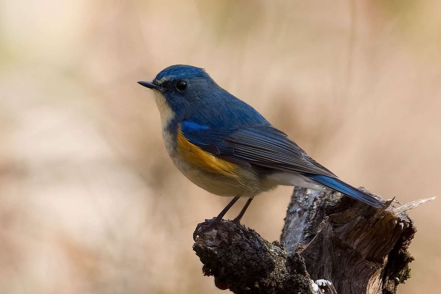 Canon EOS 60D + TAMRON SP 150-600mm F/5-6.3 Di VC USD (A011) and DxO PureRAW 3