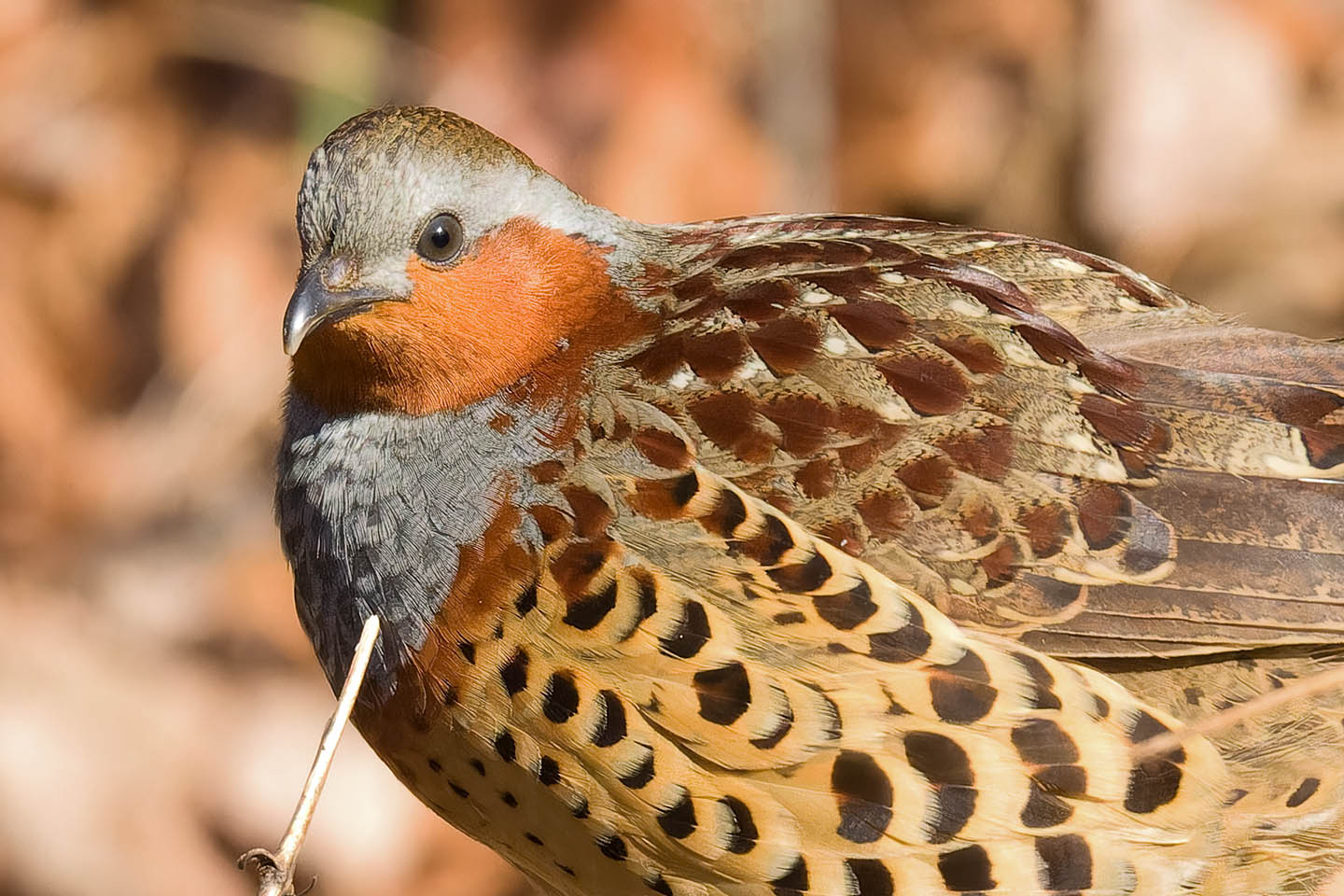 Canon EOS 60D + TAMRON SP 150-600mm F/5-6.3 Di VC USD (A011) and DxO PureRAW 3