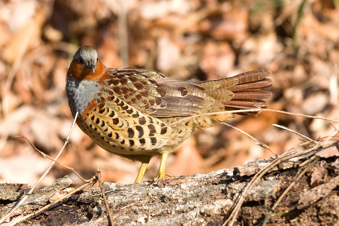 Canon EOS 60D + TAMRON SP 150-600mm F/5-6.3 Di VC USD (A011) and DxO PureRAW 3