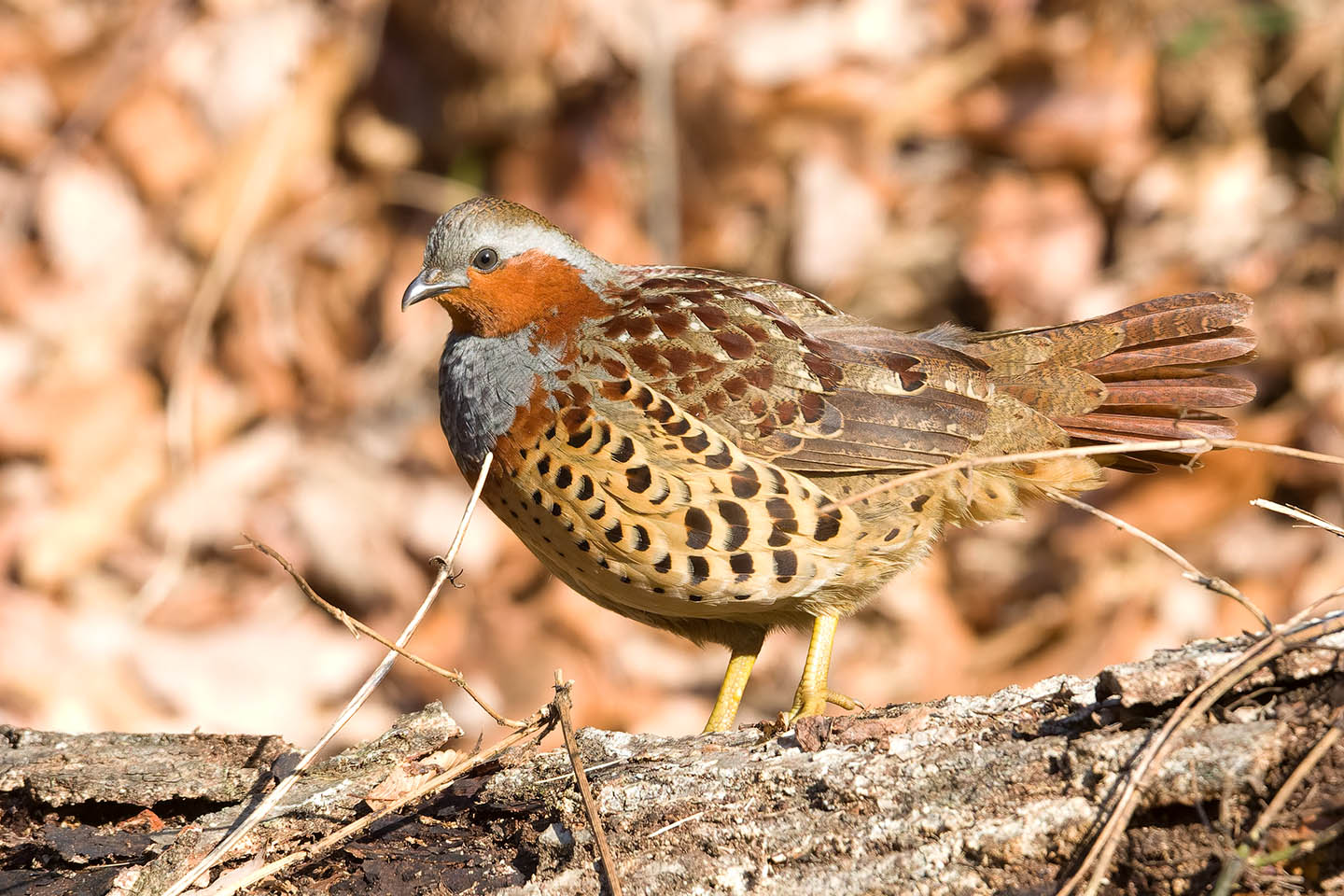 Canon EOS 60D + TAMRON SP 150-600mm F/5-6.3 Di VC USD (A011) and DxO PureRAW 3