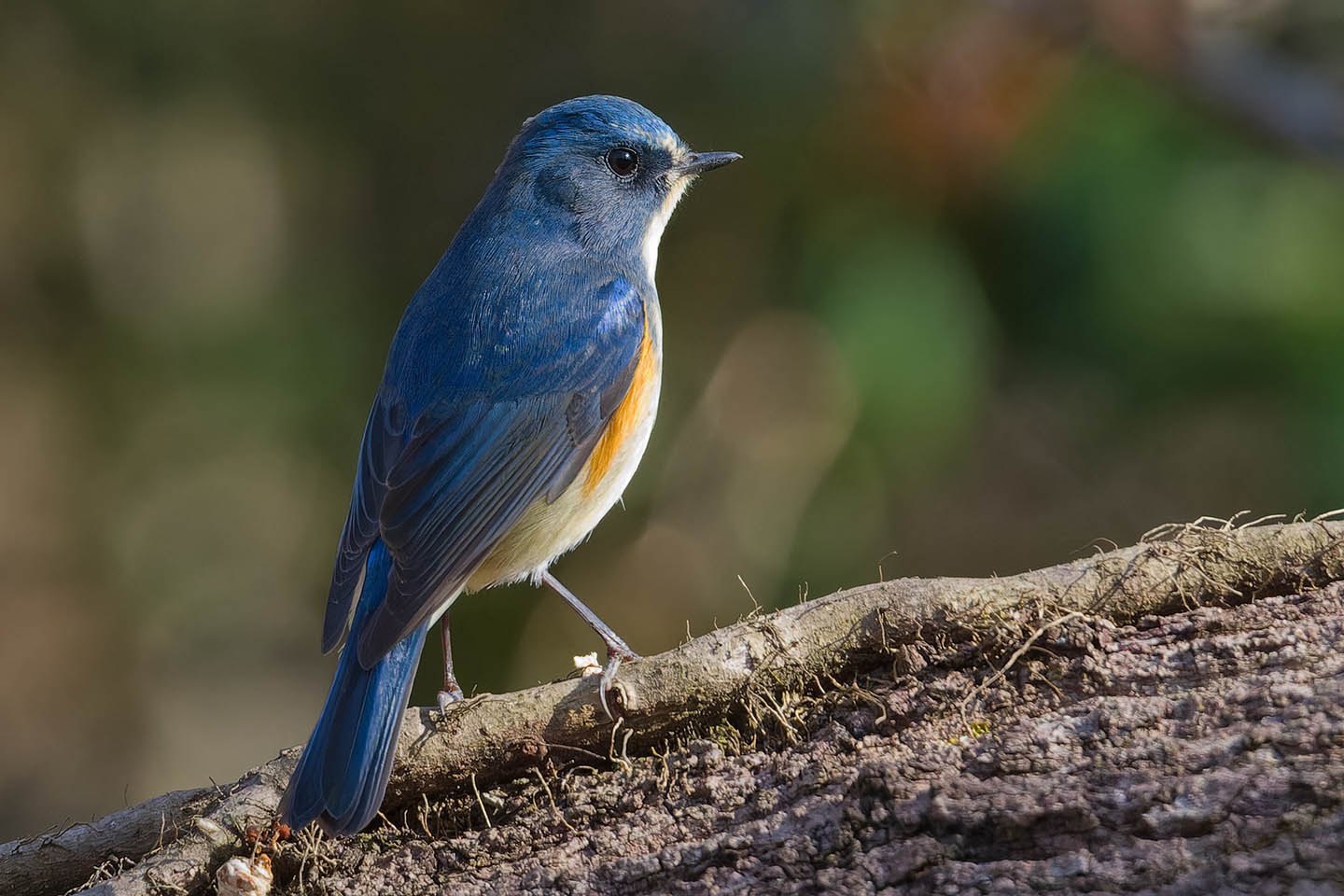 Canon EOS 60D + TAMRON SP 150-600mm F/5-6.3 Di VC USD (A011) and DxO PureRAW 3