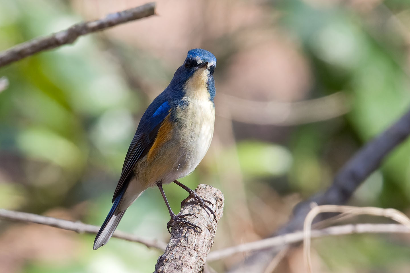 Canon EOS 60D + TAMRON SP 150-600mm F/5-6.3 Di VC USD (A011) and DxO PureRAW 3