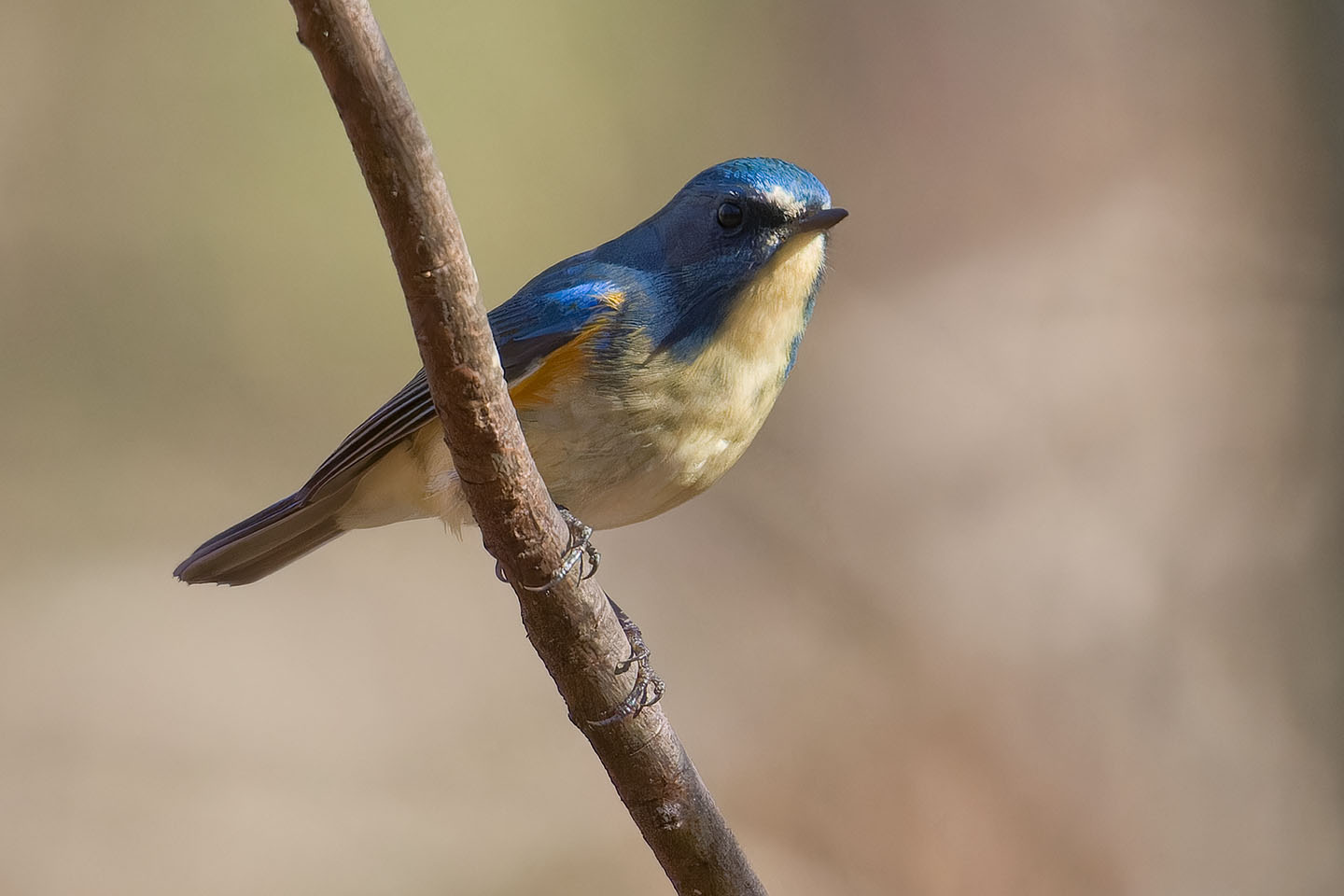 Canon EOS 60D + TAMRON SP 150-600mm F/5-6.3 Di VC USD (A011) and DxO PureRAW 3