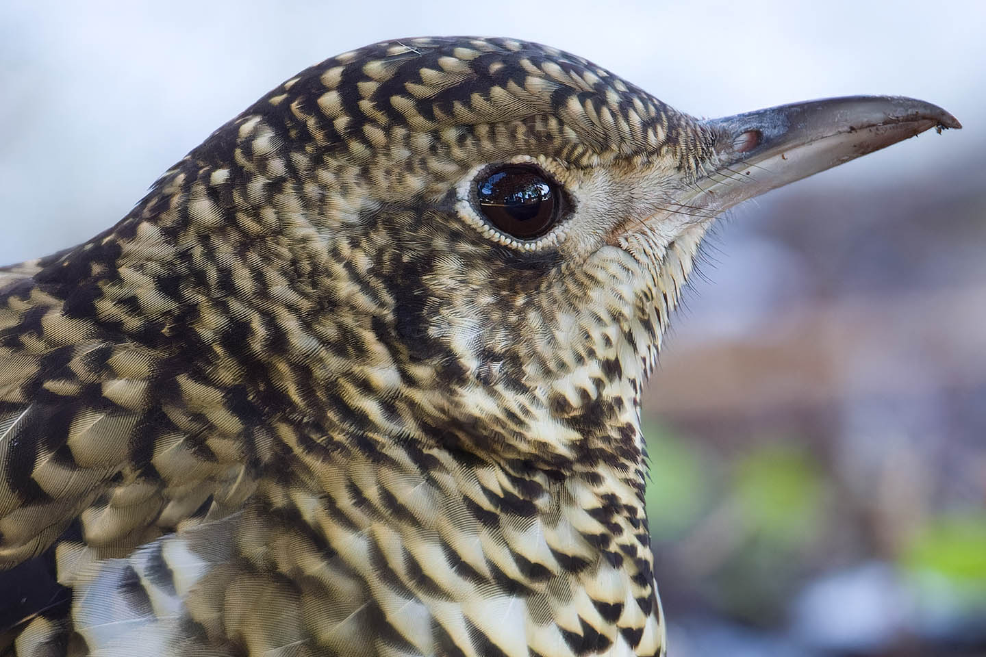 Canon EOS 60D + TAMRON SP 150-600mm F/5-6.3 Di VC USD (A011) and DxO PureRAW 3