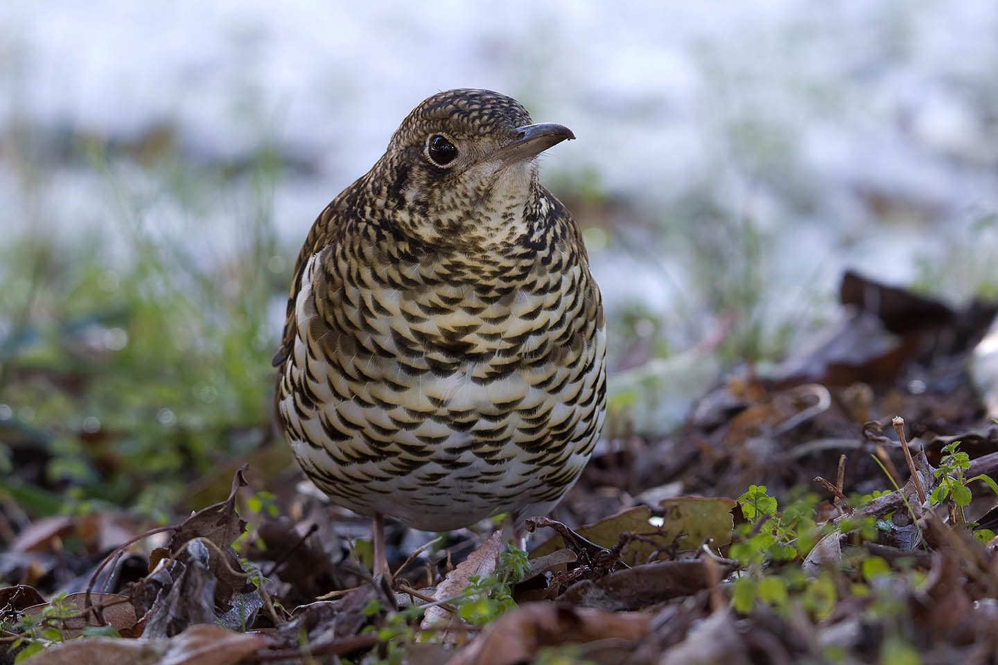 Canon EOS 60D + TAMRON SP 150-600mm F/5-6.3 Di VC USD (A011) and DxO PureRAW 3