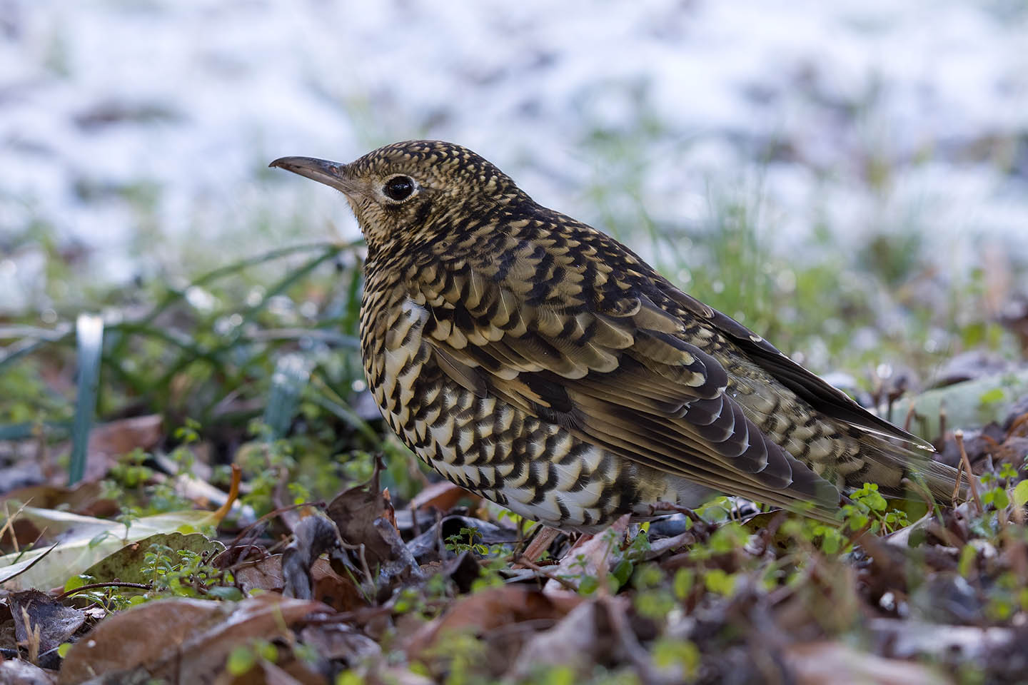 Canon EOS 60D + TAMRON SP 150-600mm F/5-6.3 Di VC USD (A011) and DxO PureRAW 3