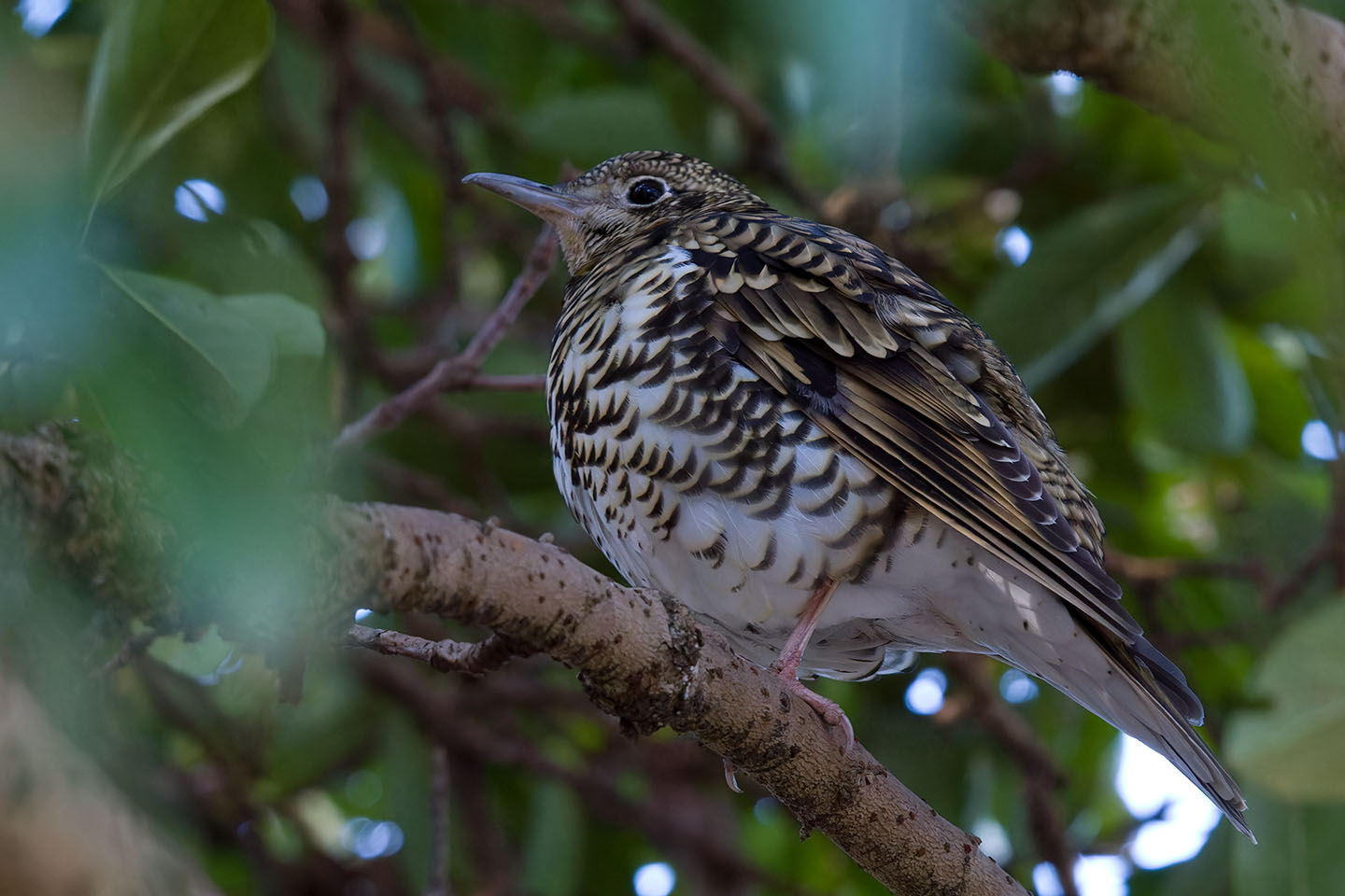 Canon EOS 60D + TAMRON SP 150-600mm F/5-6.3 Di VC USD (A011) and DxO PureRAW 3