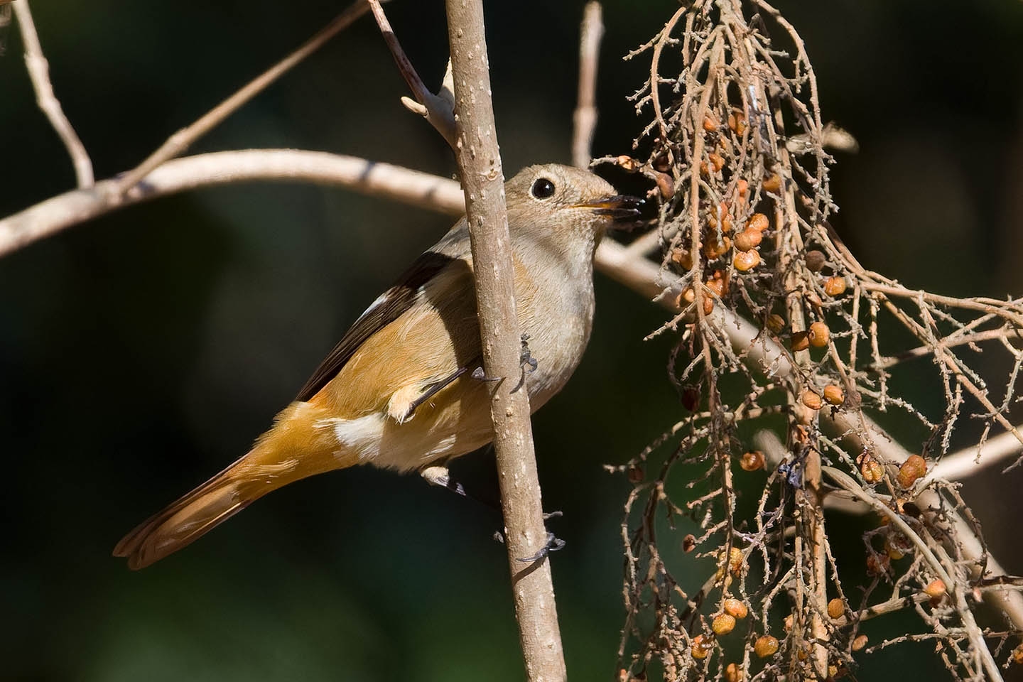 Canon EOS 60D + TAMRON SP 150-600mm F/5-6.3 Di VC USD (A011) and DxO PureRAW 3