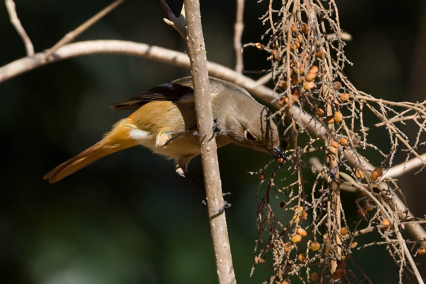 Canon EOS 60D + TAMRON SP 150-600mm F/5-6.3 Di VC USD (A011) and DxO PureRAW 3