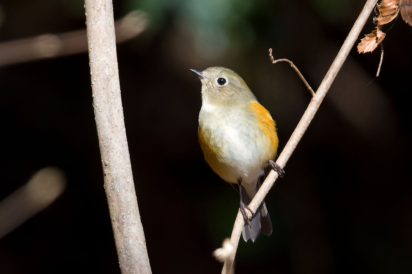 Canon EOS 60D + TAMRON SP 150-600mm F/5-6.3 Di VC USD (A011) and DxO PureRAW 3