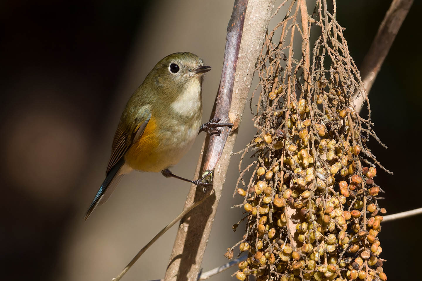 Canon EOS 60D + TAMRON SP 150-600mm F/5-6.3 Di VC USD (A011) and DxO PureRAW 3