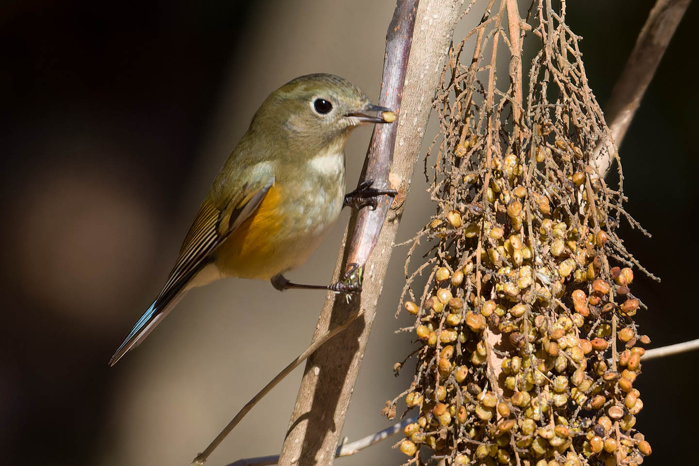 Canon EOS 60D + TAMRON SP 150-600mm F/5-6.3 Di VC USD (A011) and DxO PureRAW 3