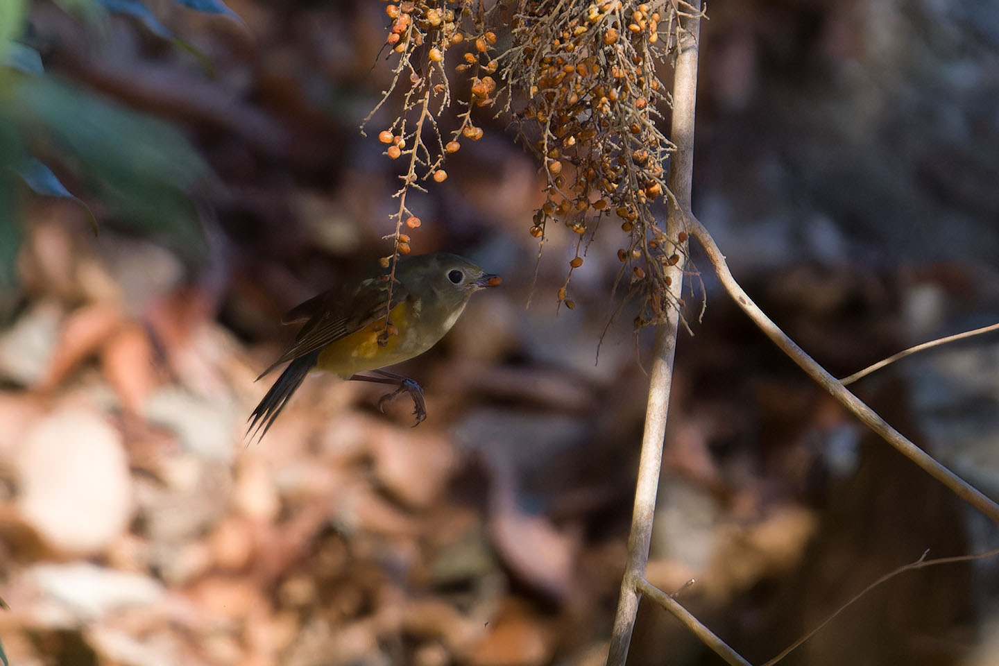 Canon EOS 60D + TAMRON SP 150-600mm F/5-6.3 Di VC USD (A011) and DxO PureRAW 3