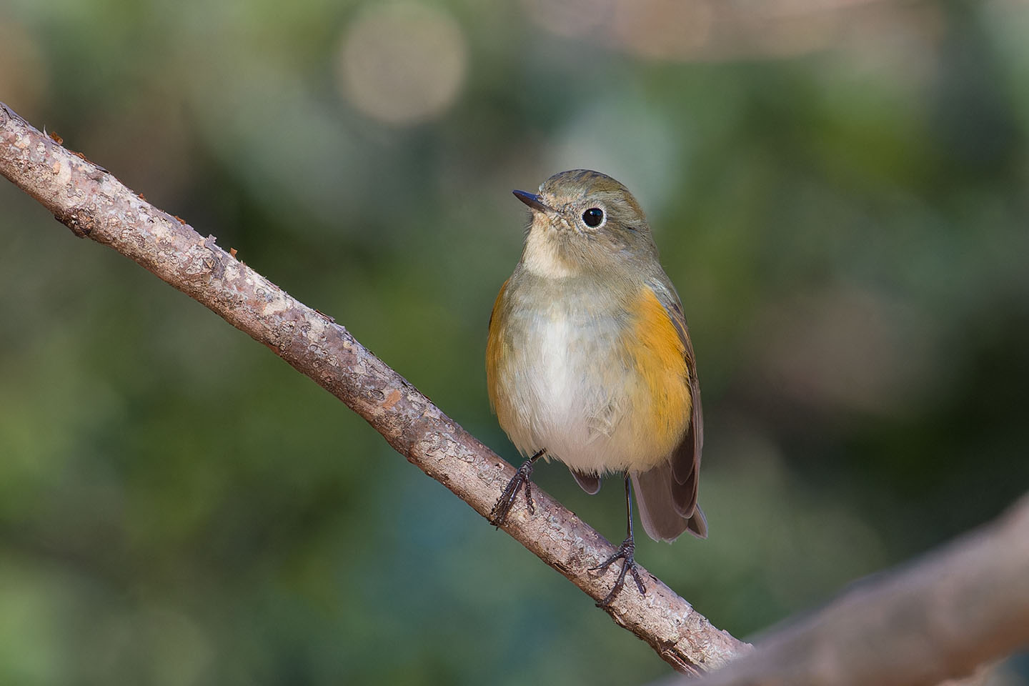 Canon EOS 60D + TAMRON SP 150-600mm F/5-6.3 Di VC USD (A011) and DxO PureRAW 3